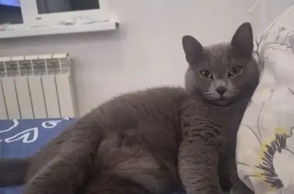 Кошки потеряшки, Пригородный сельсовет, фото: Потеряшка кот, Пригородный сельсовет - серый, взрослый, кастрированный