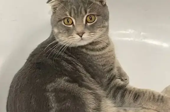 Кошки потеряшки, Кузнецк, фото: Потеряшка кот, улица Маяковского, городской округ Кузнецк