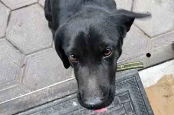 Найденные животные Пятигорск, фото: Найдена собака, улица Дегтярёва, Пятигорск - чёрная типа ротвейлер