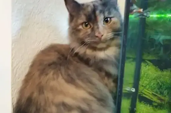 Пропала кошка, Цирковая улица, Калининград - молодая и пушистая - photo