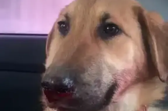 Найденные животные Невьянский городской округ, фото: Найден пёс с розовым ошейником, Екатеринбург — Нижний Тагил — Серов, Свердловская область