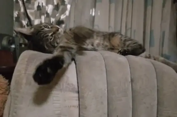 Пропал кот, улица Ленина, 46, Энгельс - зелёные глаза и рыжее пятно на животе - photo