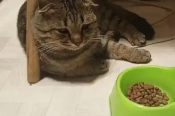 Пропал кот, улица Серафимовича, Новошахтинск - вислоухий, немного хромает - photo