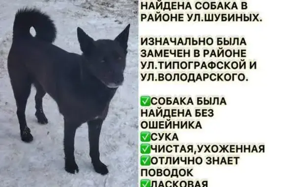 Найдена собака, Иваново, фото: Найдена собака, улица Шубиных, 27Б, Иваново - девочка, 2-3 года, ласковая