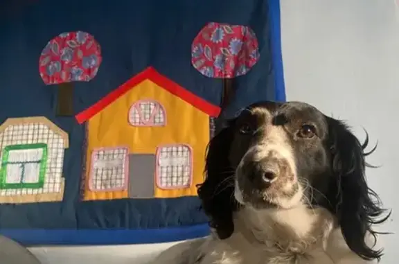 Найдена собака, Курчанская, фото: Найдена собака, Курчанская, Краснодарский край - девочка, не стерилизованная