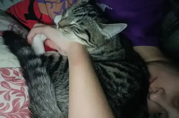 Кошки потеряшки, Шкотово, фото: Потеряшка кот, Гарнизонная улица, 355, Шкотово - не мяукает и весит меньше килограмма