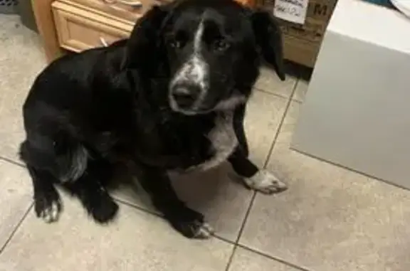 Найдена собака, Копейск, фото: Найдена собака, Копейск, Челябинская область - была в ошейнике