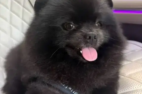 Собаки потеряшки, Горки-2, фото: Потеряшка собака, Горки-2, Московская область - чёрный шпиц Лёва в чёрно-белой шлейке