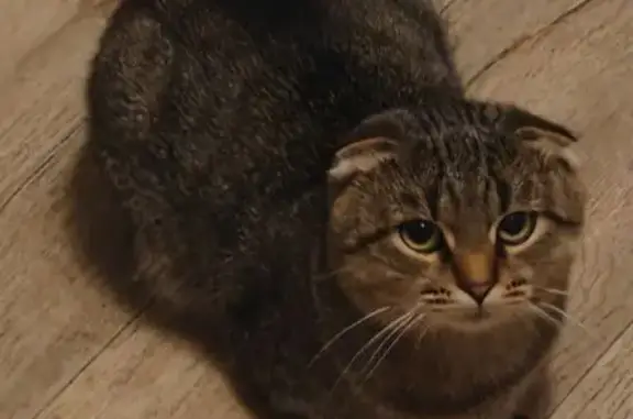 Пропал кошка, Ново-Советский переулок, 61, Брянск - камышовый, ласковый - photo