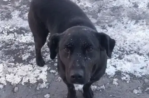 Найдена собака, Оренбург, фото: Найдена собака, Донгузская улица, Оренбург - чёрная с белым пятном