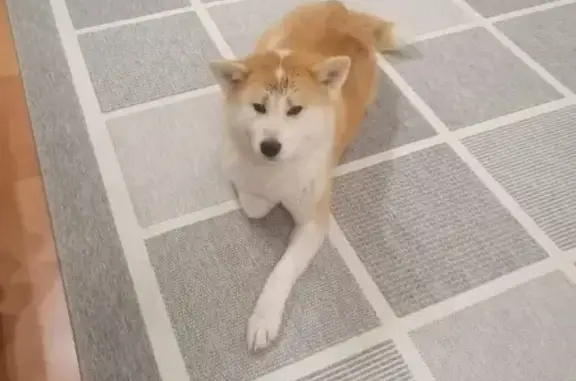 Собаки потеряшки, Ичалки, фото: Потеряшка собака, Ичалки, Мордовия - рыжий окрас с белым, веревочка розового цвета