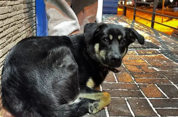 Найдена собака, Хабаровск, фото: Найден собака, Трубный переулок, 6, Хабаровск - молодой кобель с коричневым ошейником