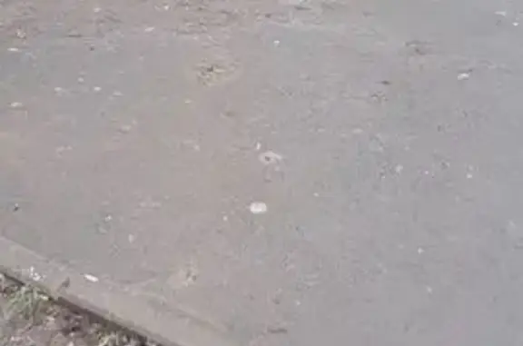 Найдена собака, Ростов-на-Дону, фото: Найдена собака, улица Беляева, 22, Ростов-на-Дону - кобель и сука держатся вместе