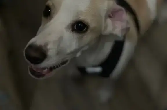 Найдена собака, Кемерово, фото: Найден собака, мужской, проспект Ленина, 86, Кемерово - в шлейке и с поводком