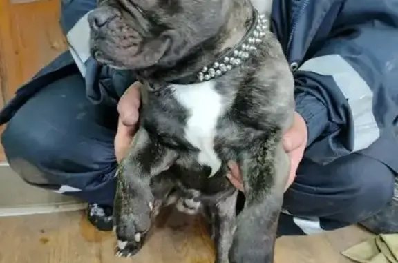 Найденные животные Новомосковск, фото: Найдена собака, Автоколонна 1411, Новомосковск