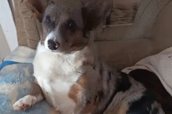 Пропала собака, Ключевая улица, 15, Кочубеевское — мраморный окрас - photo