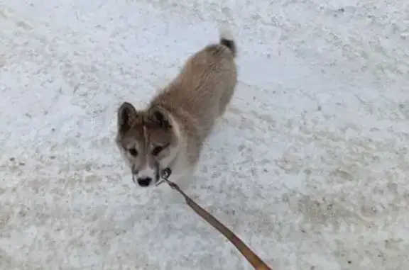 Найдена собака, Челябинск, фото: Найдена собака, Можайская улица, 22, Челябинск - лайка, серая