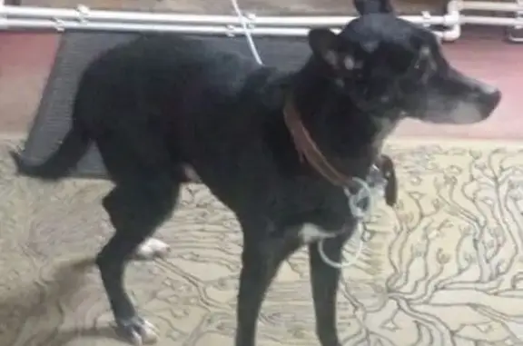 Найдена собака, Ижевск, фото: Найден собака, Якшур-Бодьинский тракт, Ижевск - кобель с ошейником