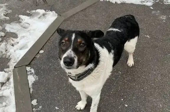 Найденные животные Воронеж, фото: Найдена собака, улица Хользунова, 94, Воронеж - дружелюбный пёс