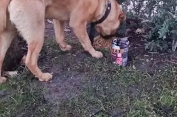 Найдена собака, Краснодар, фото: Найден собака, Восточно-Кругликовская улица, Краснодар - рыжий пёс с ошейником