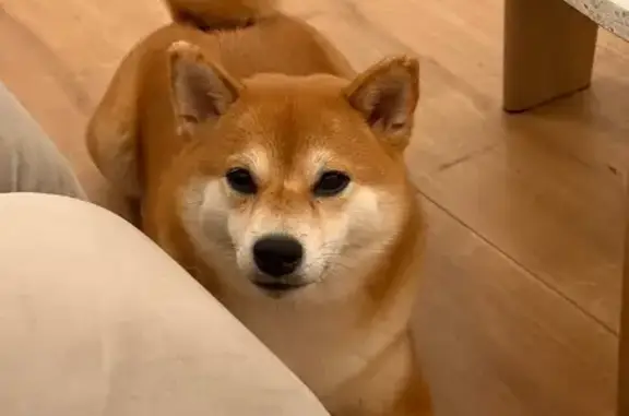 Собаки потеряшки, Москва, фото: Потеряшка собака, Комсомольская площадь, 3, Москва - сиба ину, девочка по имени Шугар