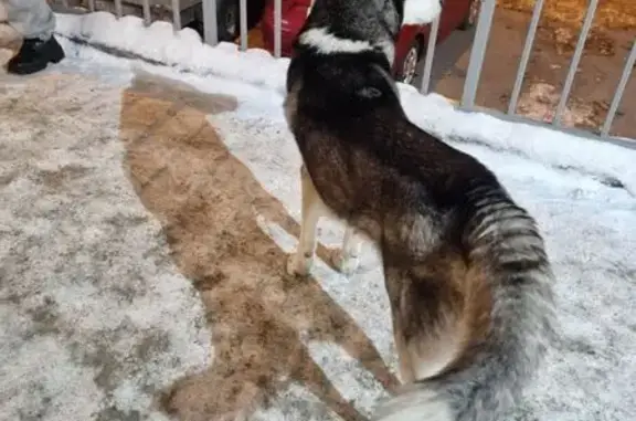 Найдена собака, Томск, фото: Найден хаски, мужской, Киевская улица, 139, Томск