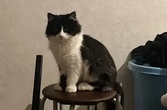 Найдена кошка, Владикавказ, фото: Найден кот, Московское шоссе, 16, Владикавказ - черно-белый окрас и зеленые глаза