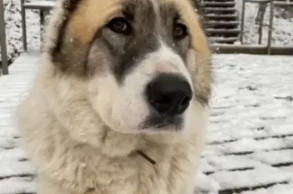 Алабай, девочка, в розовом ошейнике. 8 лет. Бело-палевый окрас. На носу розовое родимое пятно. Без агрессии. Потерялась в деревне Малое Саврасово, Раменский городской округ. У собаки больные суставы, требуется лечение. Вознаграждение обязательно! Помогите пожалуйста найти!
