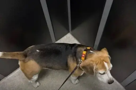 Пропал собака, Цветочная улица, Нижний Новгород - триколор, оранжевый ошейник - photo