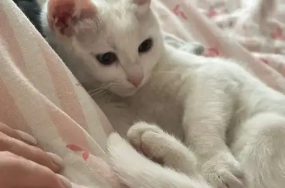 Найденные животные Ставрополь, фото: Найдена кошка, проспект Кулакова, 67, Ставрополь - маленькая белая с черным пятнышком