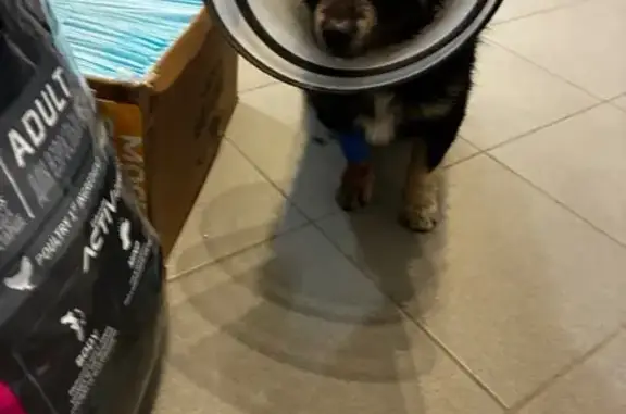 Найдена собака, Краснодар, фото: Найдена собака, улица Гастелло, 73А, Краснодар - ориентировочно 7-8 месяцев