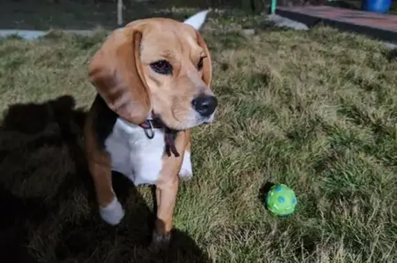 Найденные животные Ессентуки, фото: Найдена собака, Казачья улица, 20, Ессентуки - бигль