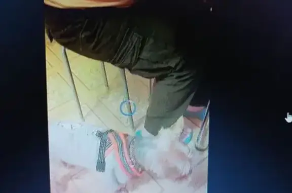 Пропала собака, Санкт-Петербург - рыже-серый, в черном наморднике - photo