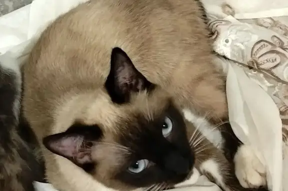 Пропал кот, Московская улица, 15Б, Сальск - чёрный хвост, голубые глаза - photo