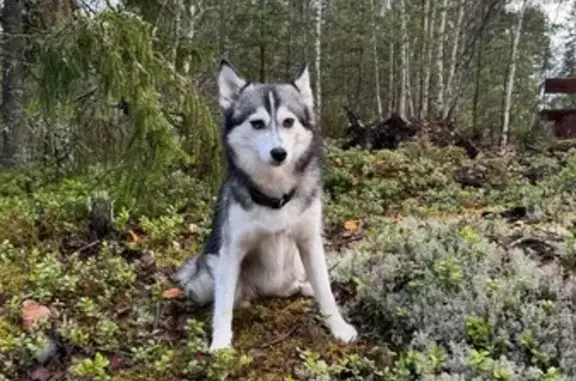 Пропала собака, Ушаковская набережная, 1 к3, Санкт-Петербург - маленькая как хаски - photo