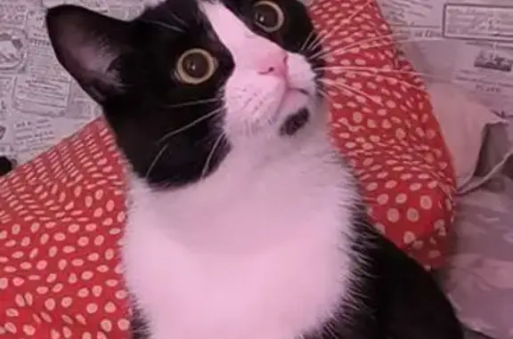 Пропал кот, Волгоградская улица, 29, Юрга - чёрно-белый окрас и зелёные глаза - photo