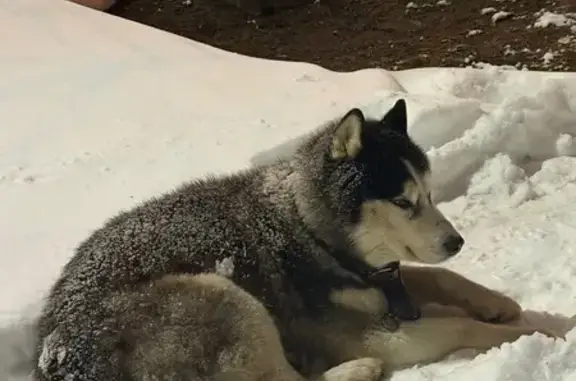 Найдена собака, Тула, фото: Найдена собака, улица Бондаренко, 15, Тула - возможно Хаски или Маламут