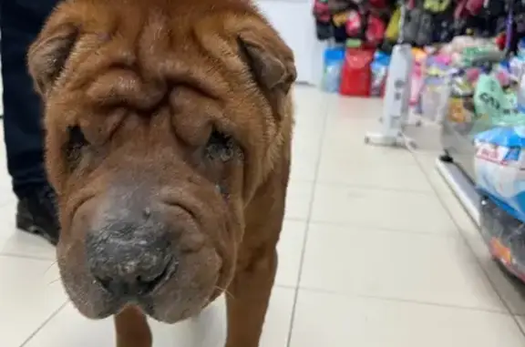 Найденные животные Сыктывкар, фото: Найдена собака, Магистральная улица, Сыктывкар - рыжий