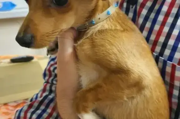 Найдена собака, Москва, фото: Найден собака, мужской, Керамический проезд, Москва