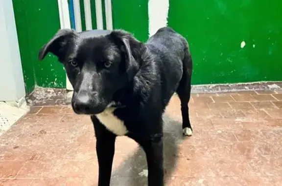 Найдена собака, Уфа, фото: Найден собака, бульвар Хадии Давлетшиной, 24/1, Уфа - чёрный окрас с белым галстуком