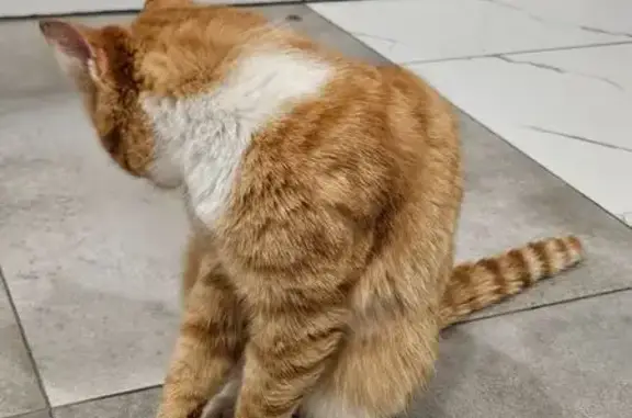 Найдена кошка, Литвиново, фото: Найден кот, Литвиново, Московская область - гладкошёрстный, рыжий с белыми носочками