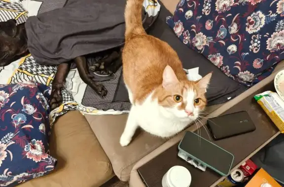 Пропал кот, Сысоевская улица, городской округ Рязань - рыжий с белым, полосатый хвост - photo