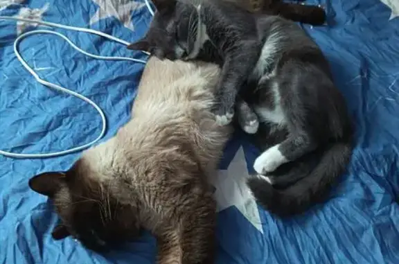 Пропал кот, 1-й Благоварский переулок, 8, Уфа - сиамский с голубыми глазами - photo