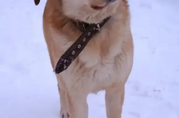 Найдена собака, Мизиново, фото: Найден собака, Мизиново, Московская область - рыжий кобель с биркой на ухе