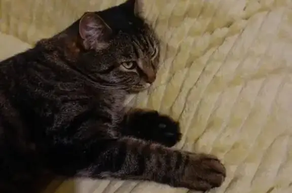 Пропал кот, Череповецкая улица, Ростов-на-Дону - крупный, кастрированный - photo