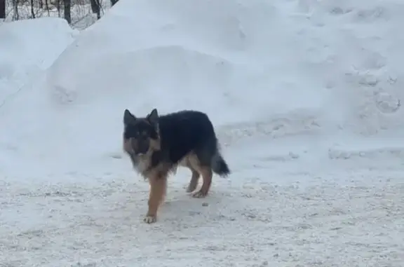 Найдена собака, Дзержинск, фото: Найдена собака, улица Строителей, 13А, Дзержинск - похожа на овчарку