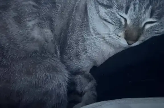 Пропал кот, улица Урывского, Воронеж - светлый окрас с тёмными полосками - photo