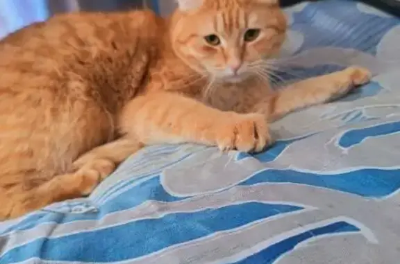 Найдена кошка, Уфа, фото: Найдена кошка и котёнок, Уфа, Башкирия - чёрно-белая с чёрной точкой на морде