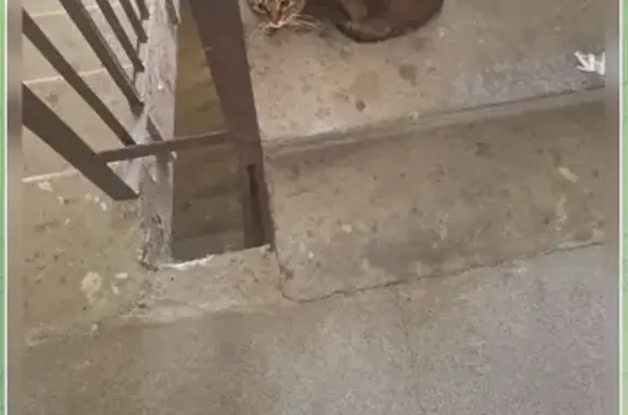 Найденные животные Санкт-Петербург, фото: Найдена кошка, Туристская улица, Санкт-Петербург