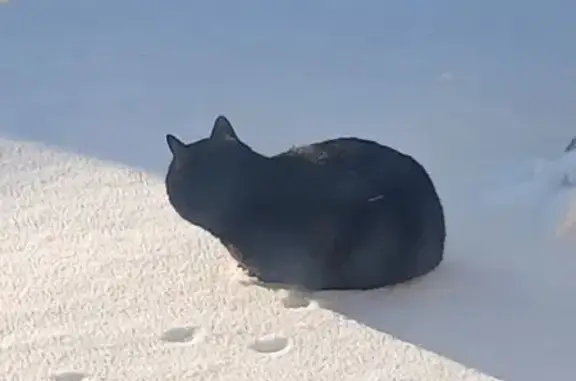 Кошки потеряшки, Стародеревянковская, фото: Потеряшка кот, переулок Калинина, Стародеревянковская - черный с желтыми глазами